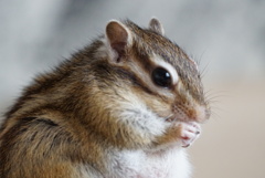 シマリス