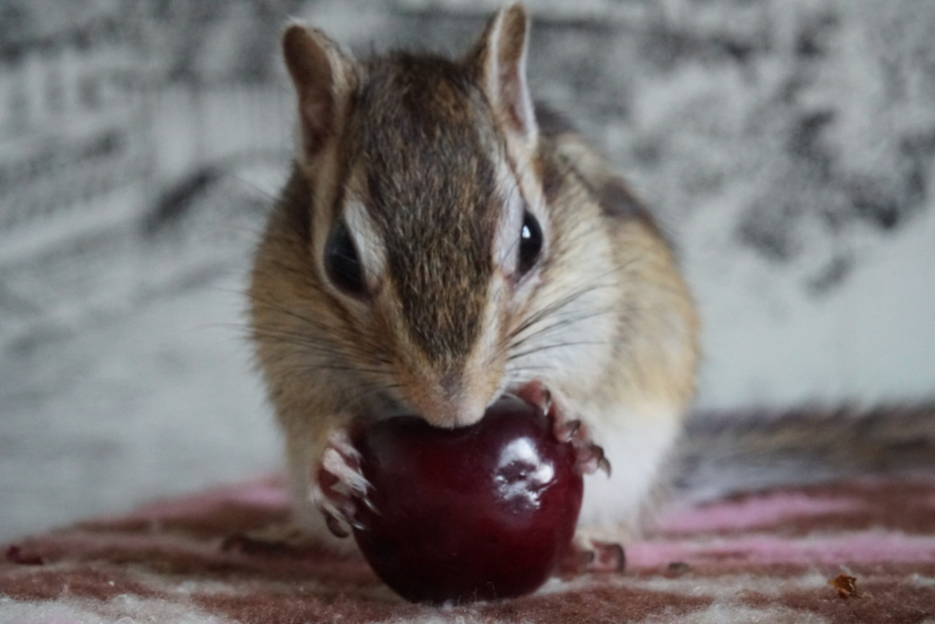 シマリス