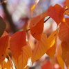 DSC08660_1