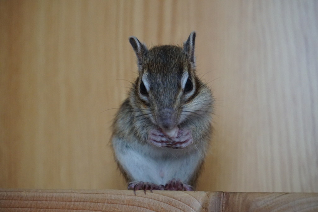 DSC01910