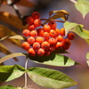 DSC04906