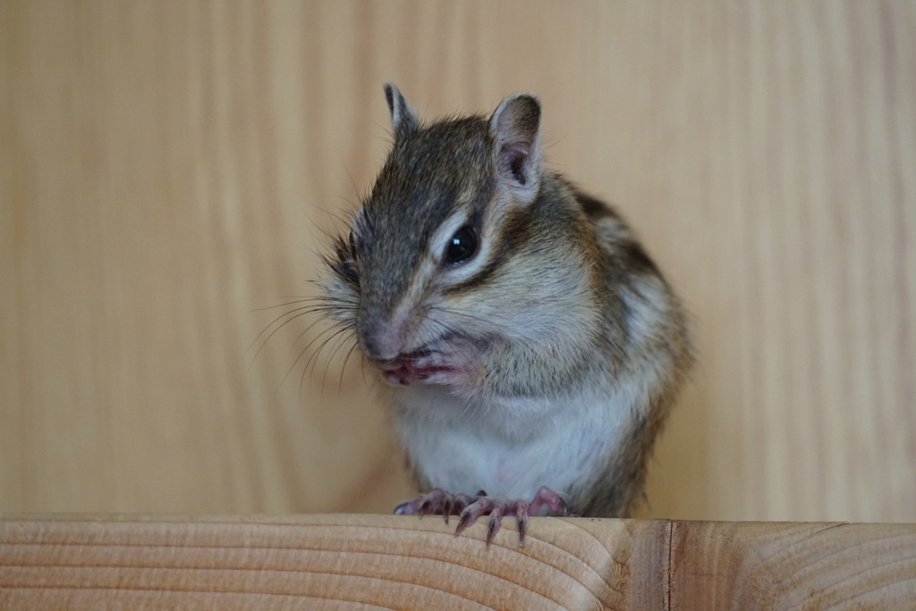DSC00740