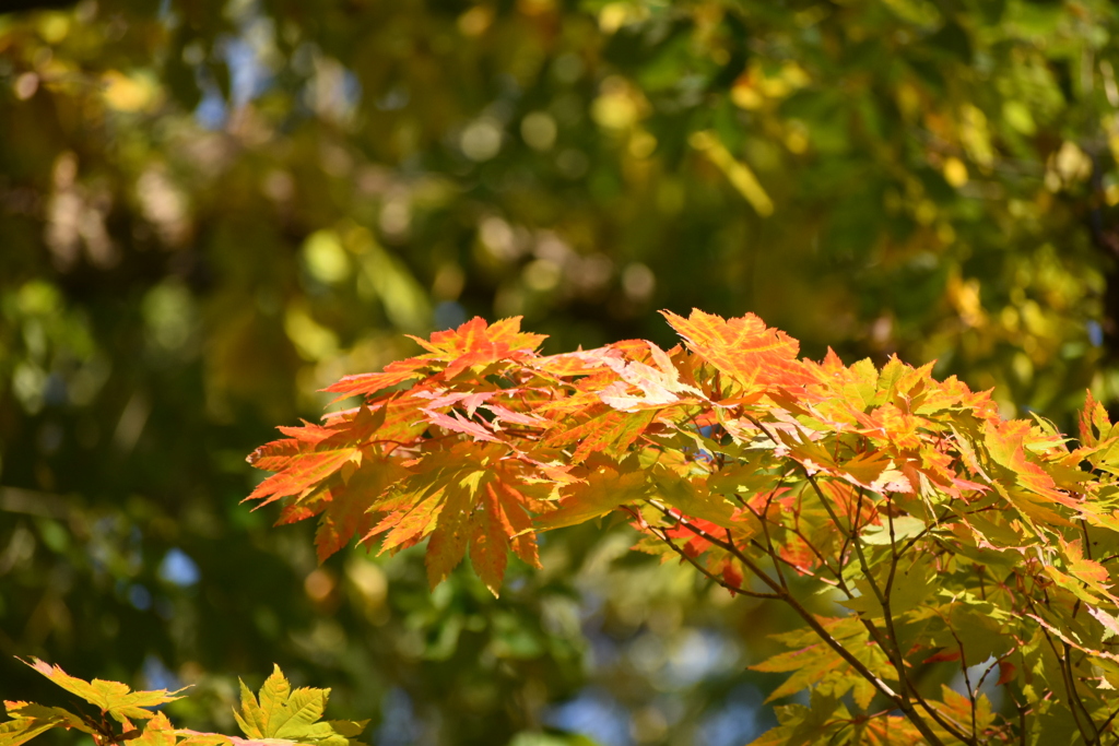 DSC_4046_1