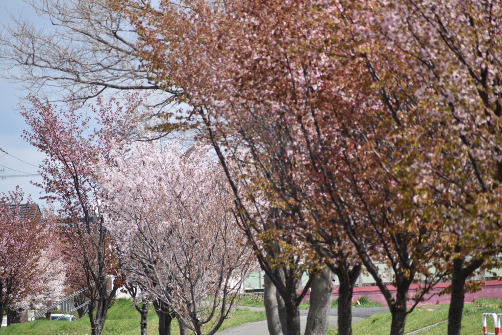 桜の木