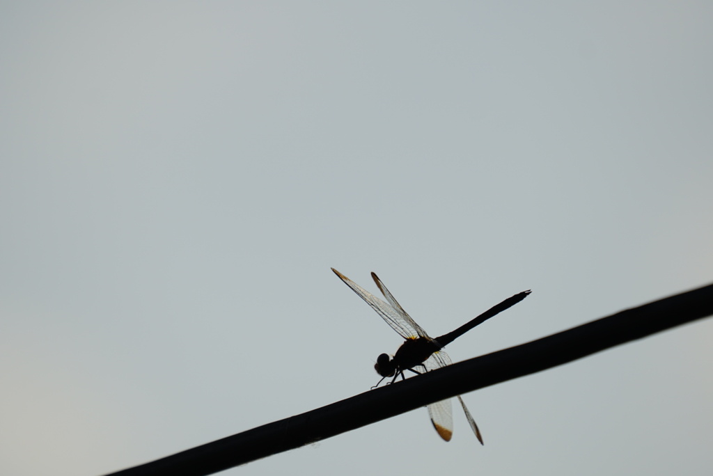 DSC03603_1