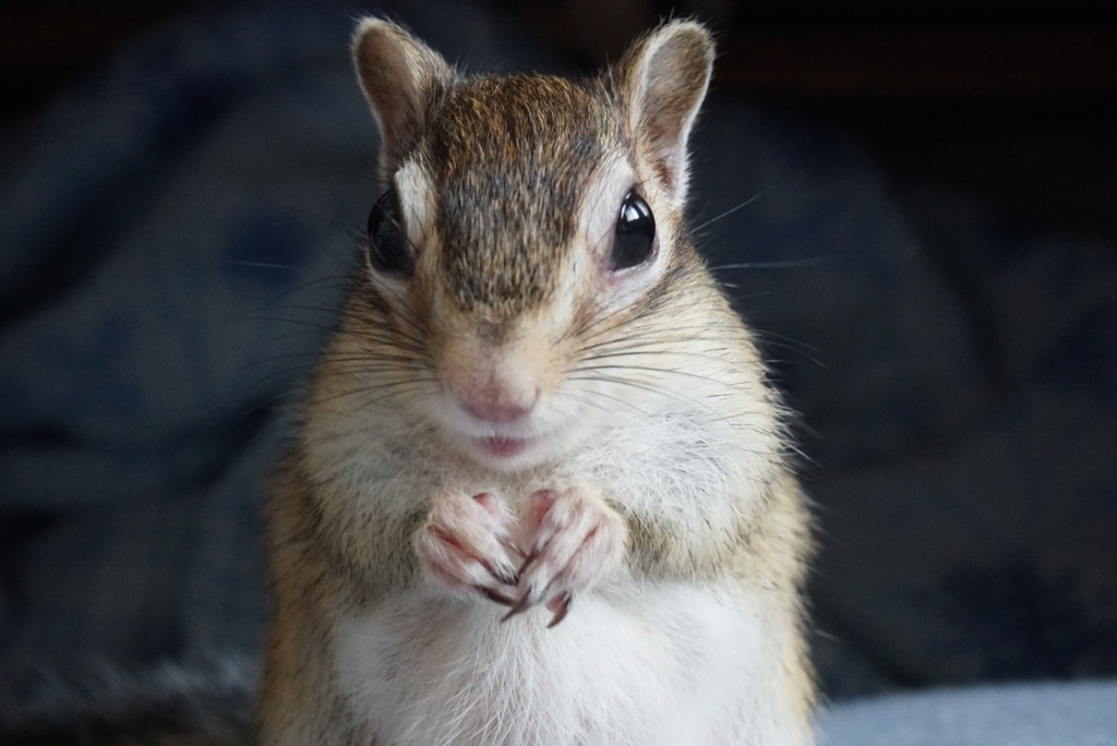 シマリス