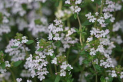 クリーピングタイム