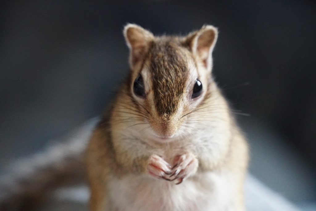 シマリス