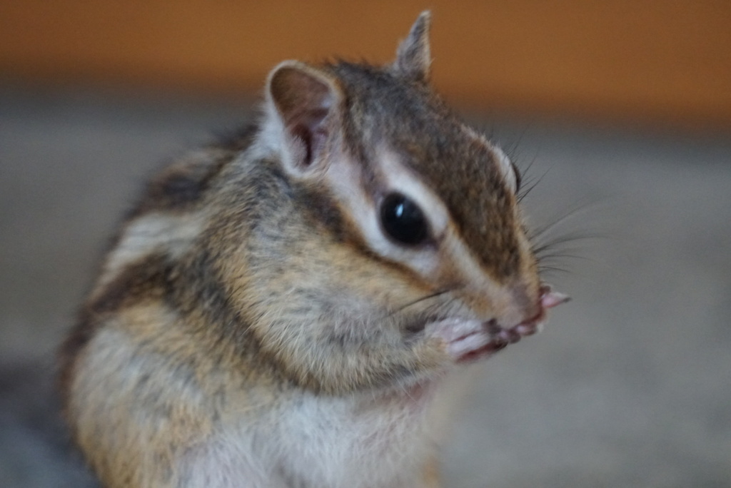 DSC07778_1