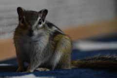 DSC_1289