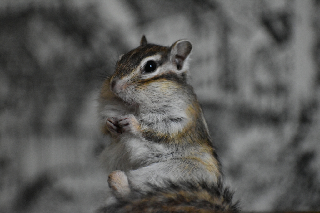 餌を食べている時の一枚