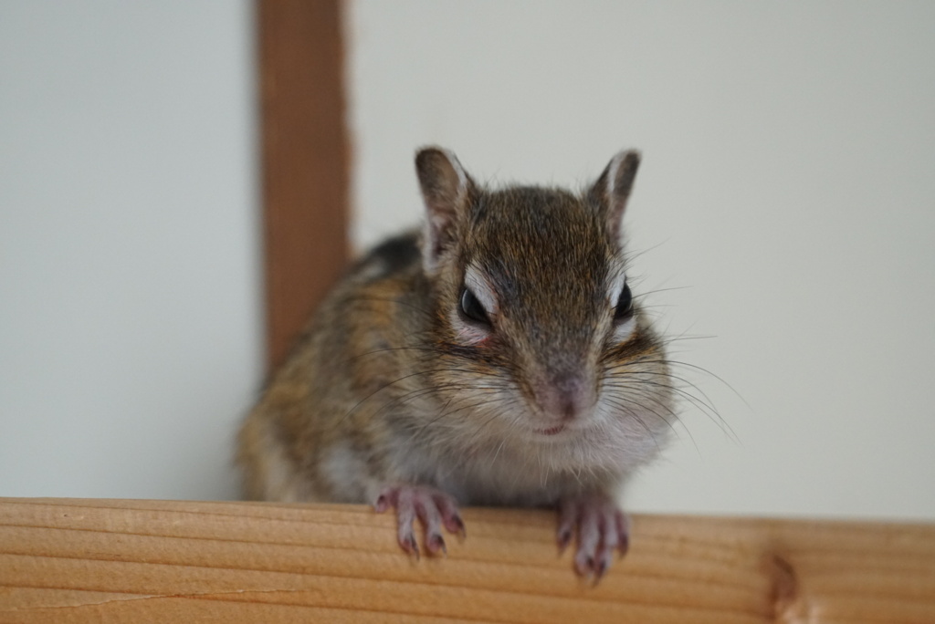 DSC00750