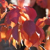 DSC08662_1