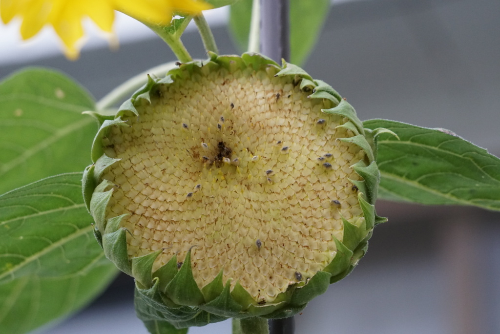 食べられちゃいましたその１