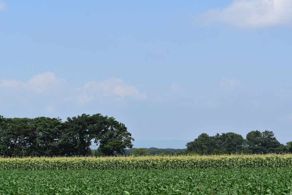 青空ととうもろこし畑