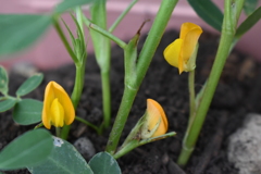 落花生