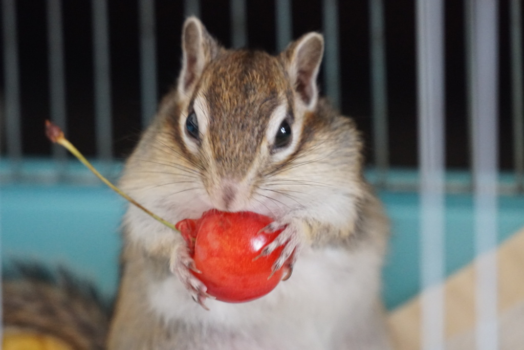 シマリス