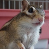 シマリス