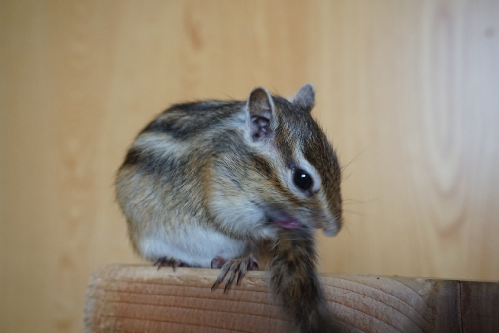 DSC05550