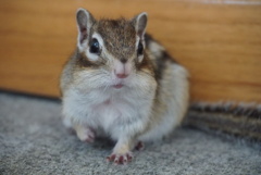 ほっぺた ほっぺた