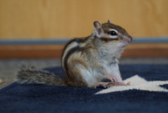 DSC09619