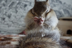 シマリス