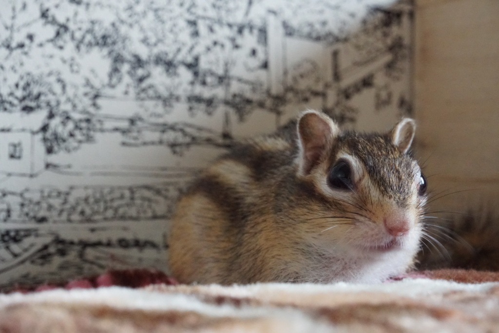 シマリス