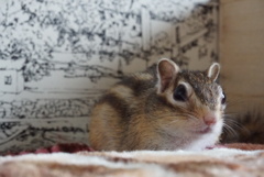 シマリス