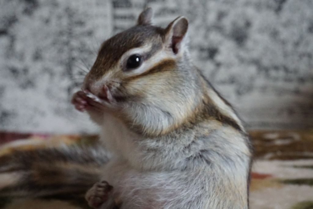 シマリス