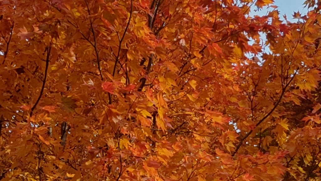 DSC_1078