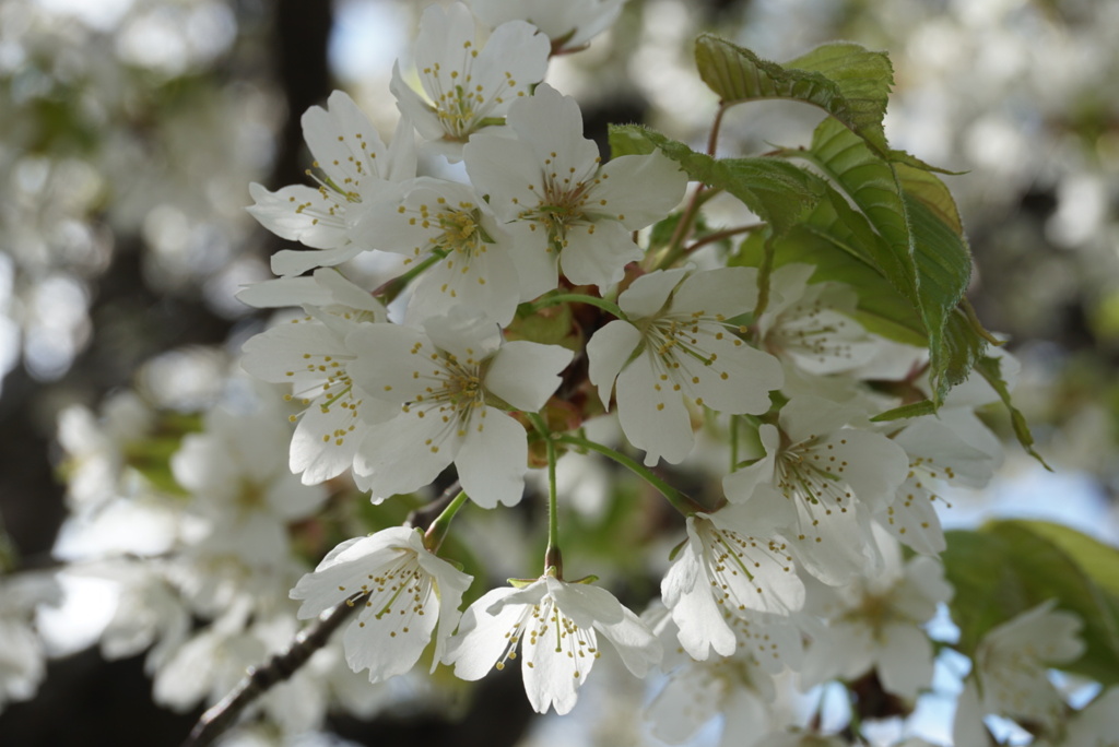 桜