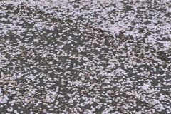 桜3