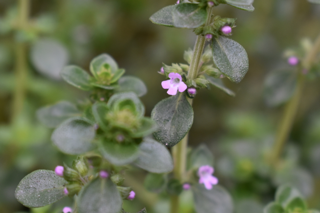 ゴールデンレモンタイム