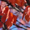 DSC08661_1