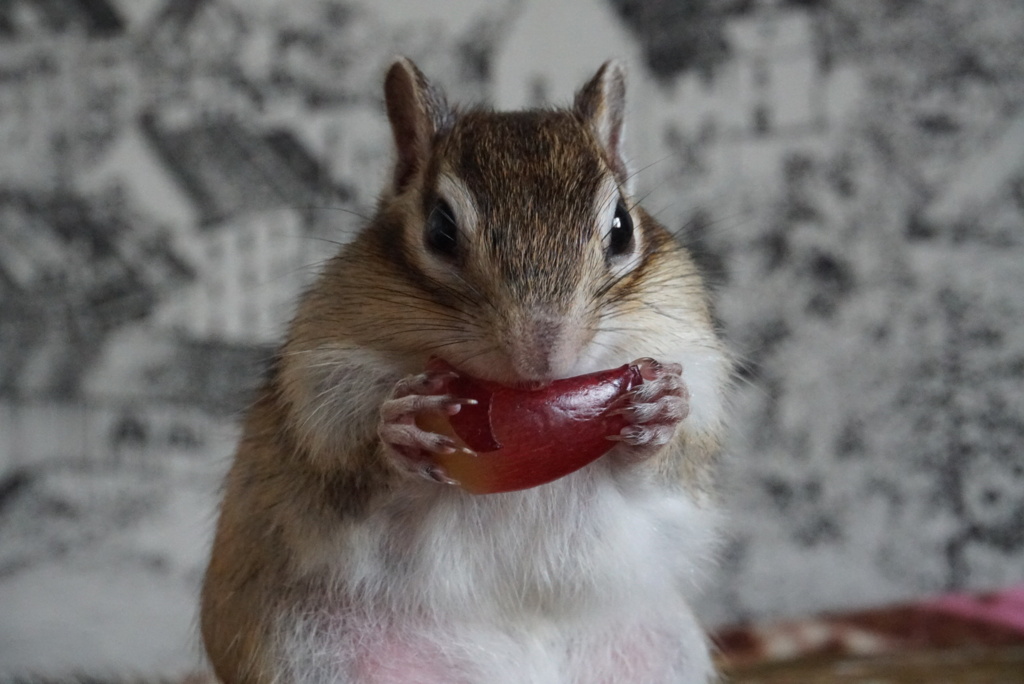 シマリス