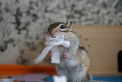 DSC04544
