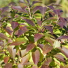 DSC08665_1