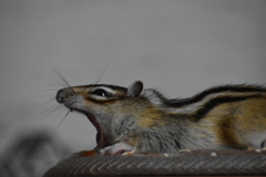DSC_0718