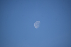 青空に浮かぶ月