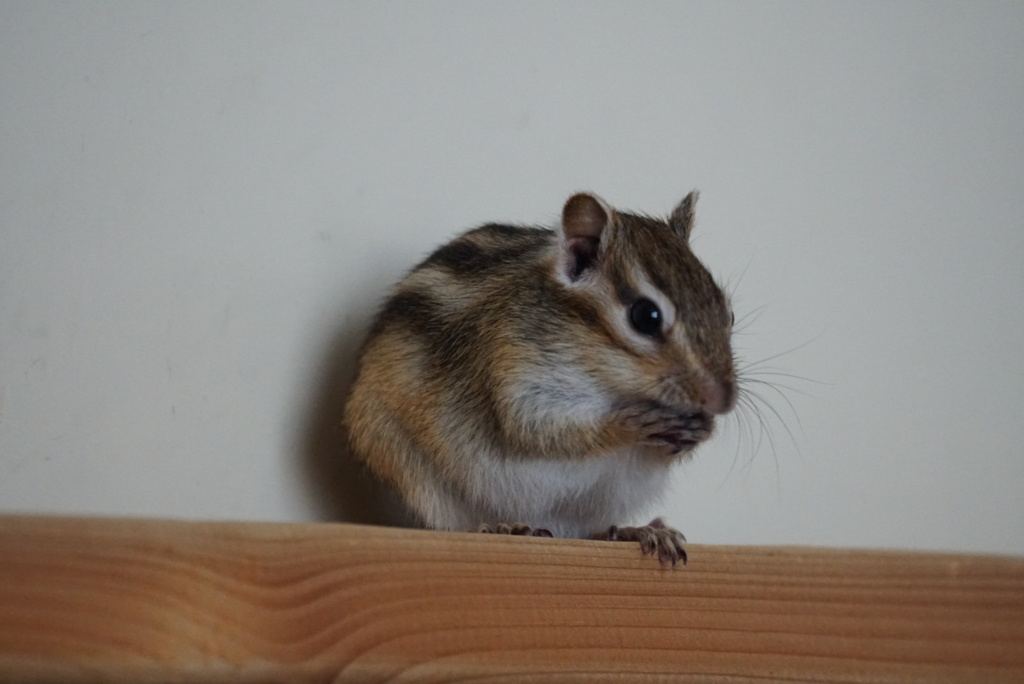 DSC01040