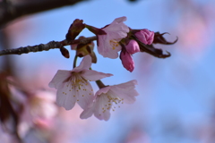 DSC_1887