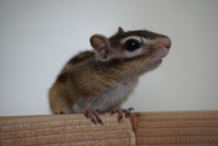 DSC04011