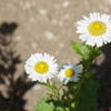 DSC03896