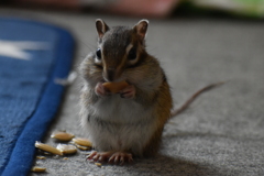 DSC_1292