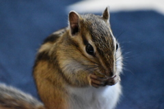 DSC_1296