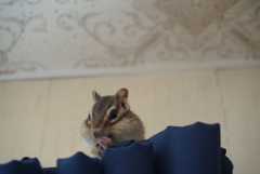 DSC01453