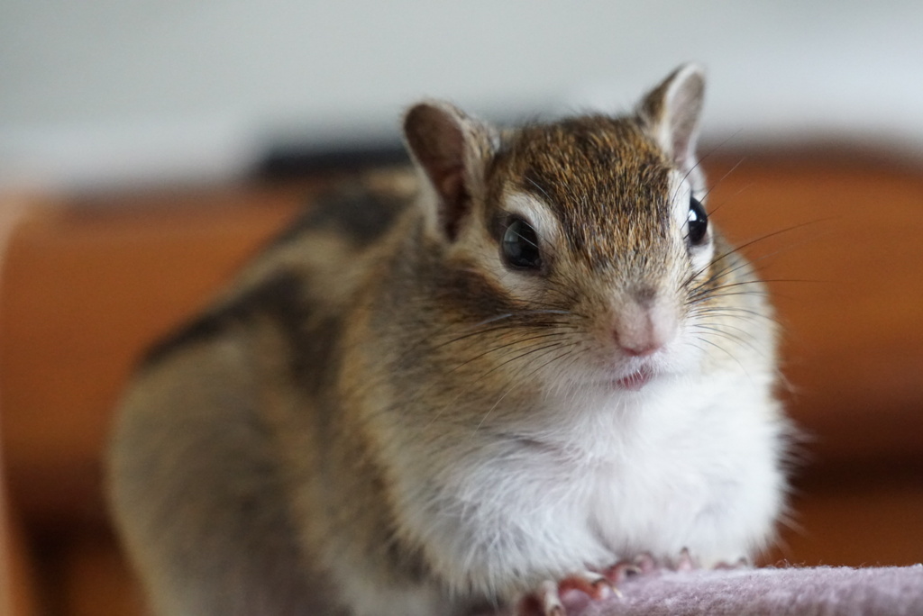 シマリス
