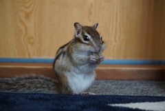 DSC00490