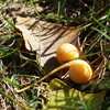 DSC04962