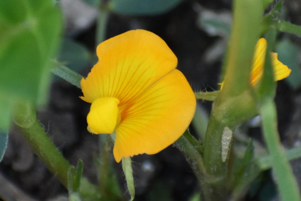 落花生の花